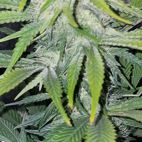 CG - El valle haze growlog timeline photo