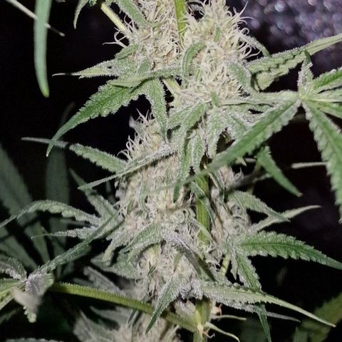 CG - El valle haze growlog timeline photo