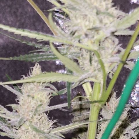 CG - El valle haze growlog timeline photo
