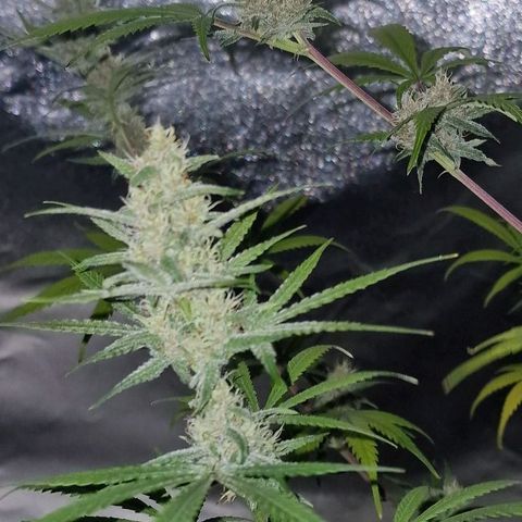 CG - El valle haze growlog timeline photo