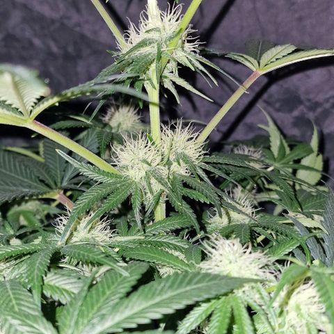 CG - El valle haze growlog timeline photo