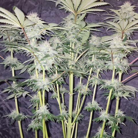 CG - El valle haze growlog timeline photo