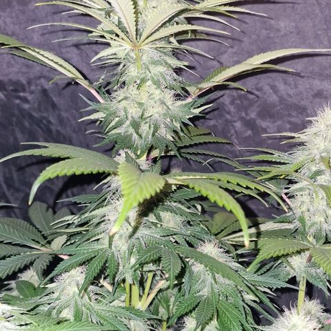 CG - El valle haze growlog timeline photo