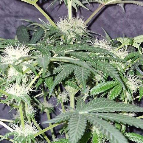 CG - El valle haze growlog timeline photo