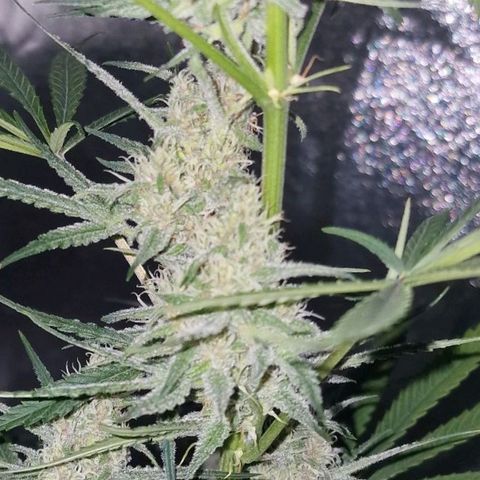 CG - El valle haze growlog timeline photo