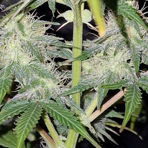 CG - El valle haze growlog timeline photo