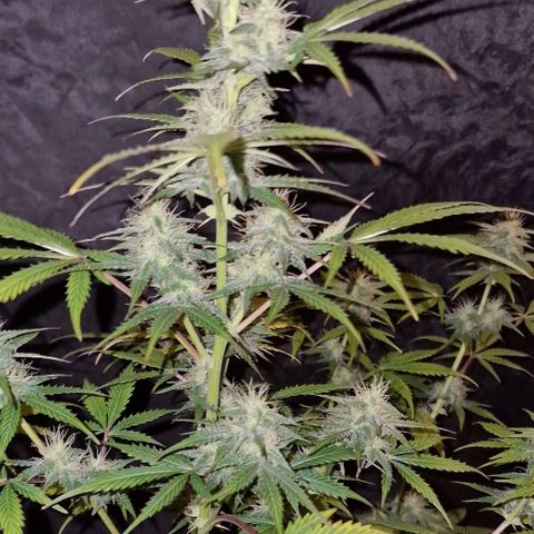 CG - El valle haze growlog timeline photo