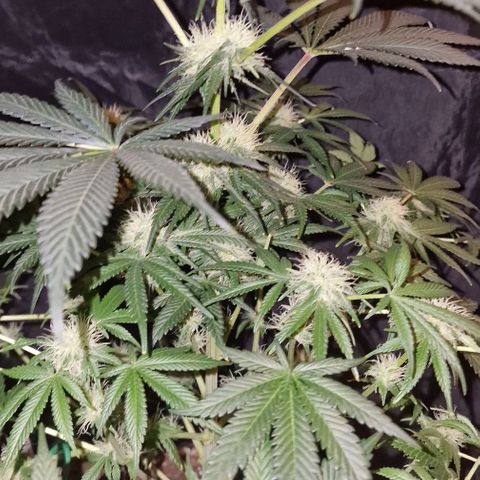 CG - El valle haze growlog timeline photo