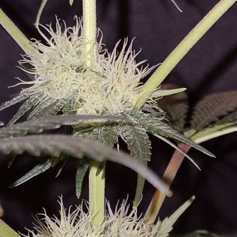 CG - El valle haze growlog timeline photo