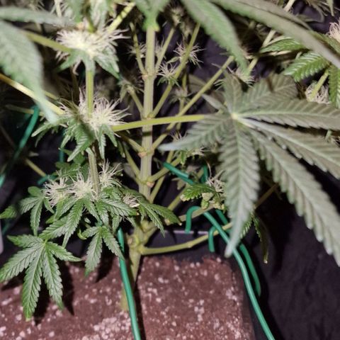 CG - El valle haze growlog timeline photo