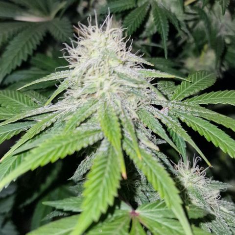 CG - El valle haze growlog timeline photo