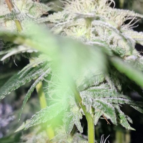 CG - El valle haze growlog timeline photo