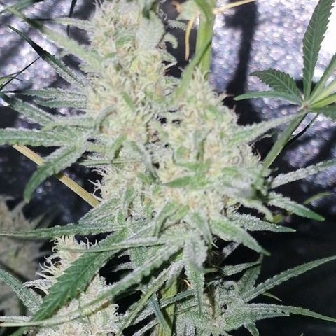 CG - El valle haze growlog timeline photo