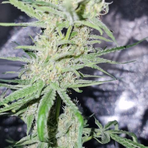 CG - El valle haze growlog timeline photo