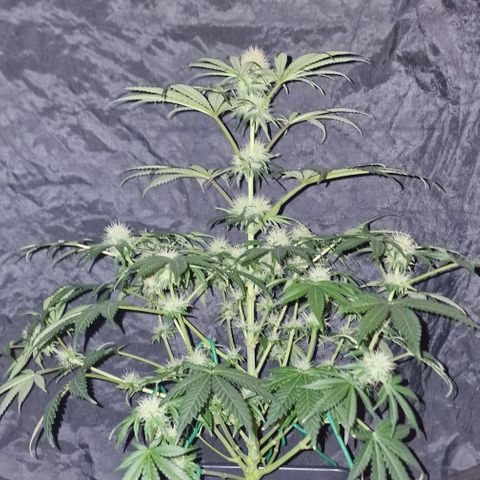 CG - El valle haze growlog timeline photo