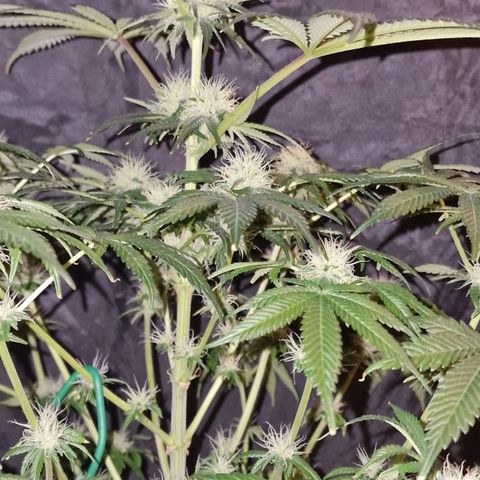 CG - El valle haze growlog timeline photo