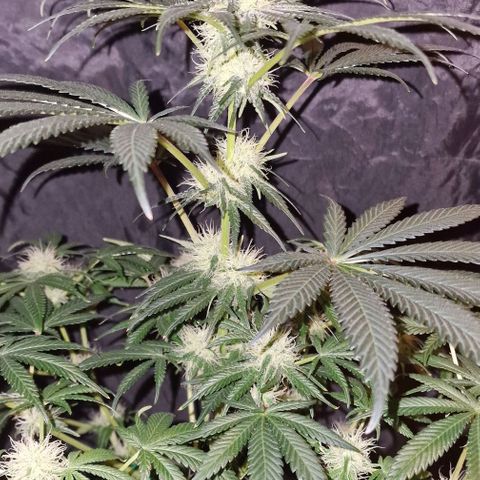 CG - El valle haze growlog timeline photo