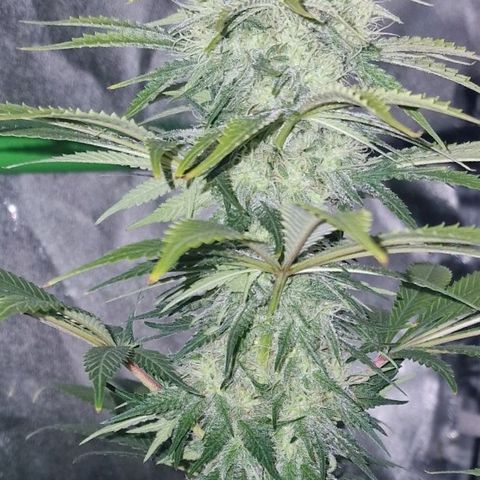 CG - El valle haze growlog timeline photo