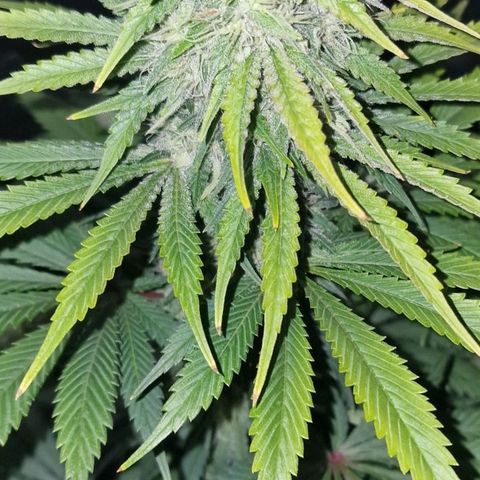 CG - El valle haze growlog timeline photo