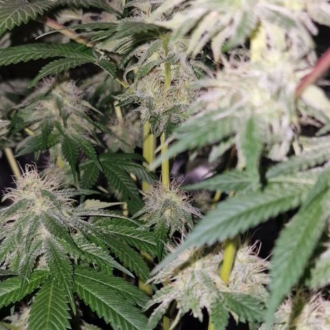 CG - El valle haze growlog timeline photo