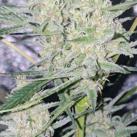 CG - El valle haze growlog timeline photo