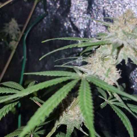CG - El valle haze growlog timeline photo