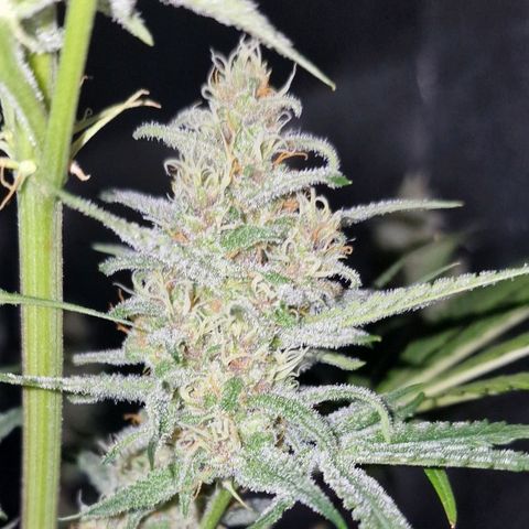 CG - El valle haze growlog timeline photo