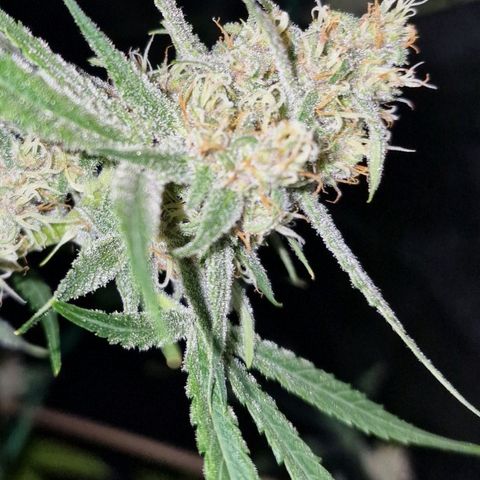 CG - El valle haze growlog timeline photo
