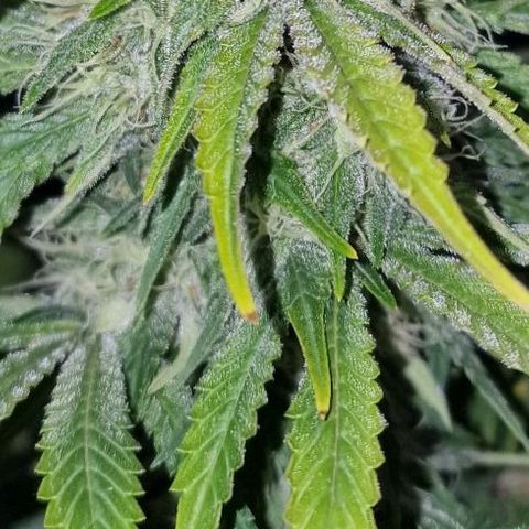 CG - El valle haze growlog timeline photo