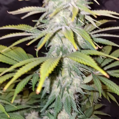 CG - El valle haze growlog timeline photo