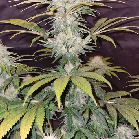 CG - El valle haze growlog timeline photo