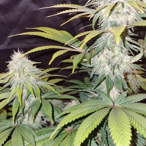 CG - El valle haze growlog timeline photo