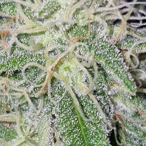 CG - El valle haze growlog timeline photo
