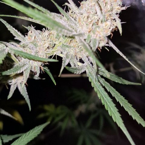 CG - El valle haze growlog timeline photo