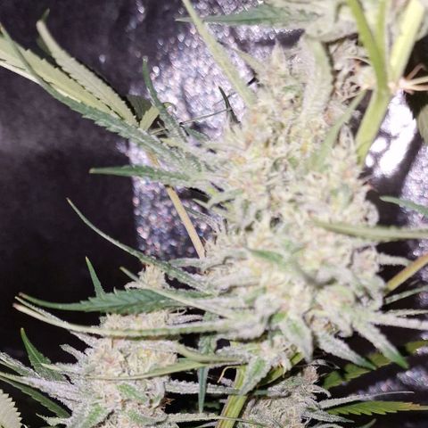 CG - El valle haze growlog timeline photo