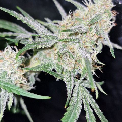 CG - El valle haze growlog timeline photo