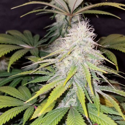 CG - El valle haze growlog timeline photo