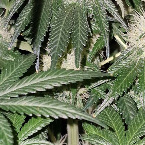 CG - El valle haze growlog timeline photo