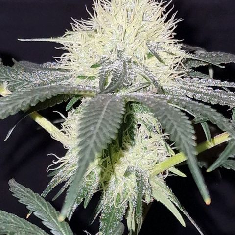 CG - El valle haze growlog timeline photo