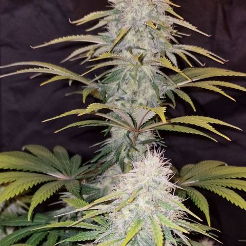 CG - El valle haze growlog timeline photo