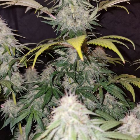 CG - El valle haze growlog timeline photo