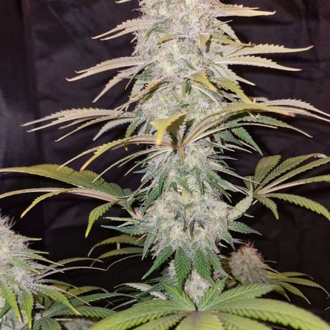 CG - El valle haze growlog timeline photo