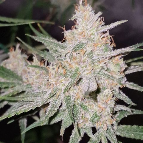 CG - El valle haze growlog timeline photo