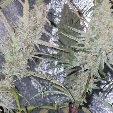CG - El valle haze growlog timeline photo