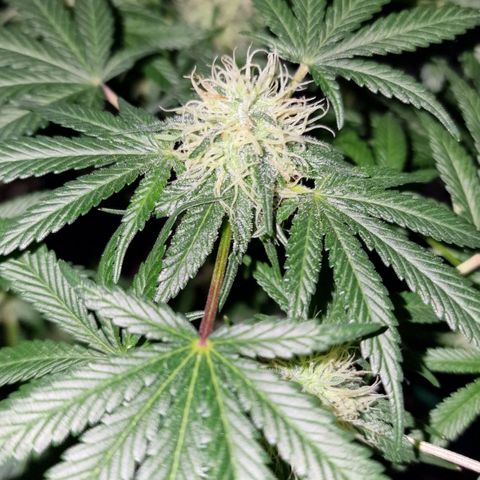 CG - El valle haze growlog timeline photo