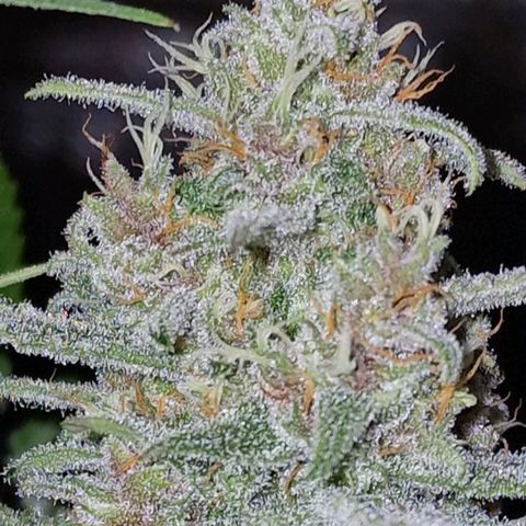 CG - El valle haze growlog timeline photo