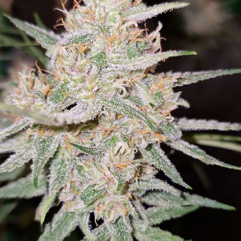 CG - El valle haze growlog timeline photo