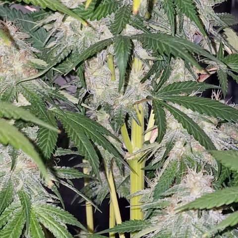 CG - El valle haze growlog timeline photo