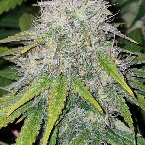 CG - El valle haze growlog timeline photo