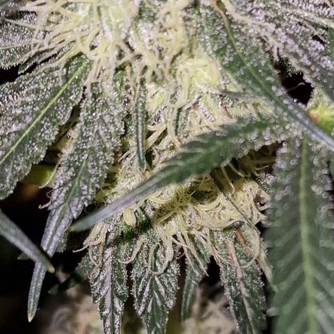 CG - El valle haze growlog timeline photo